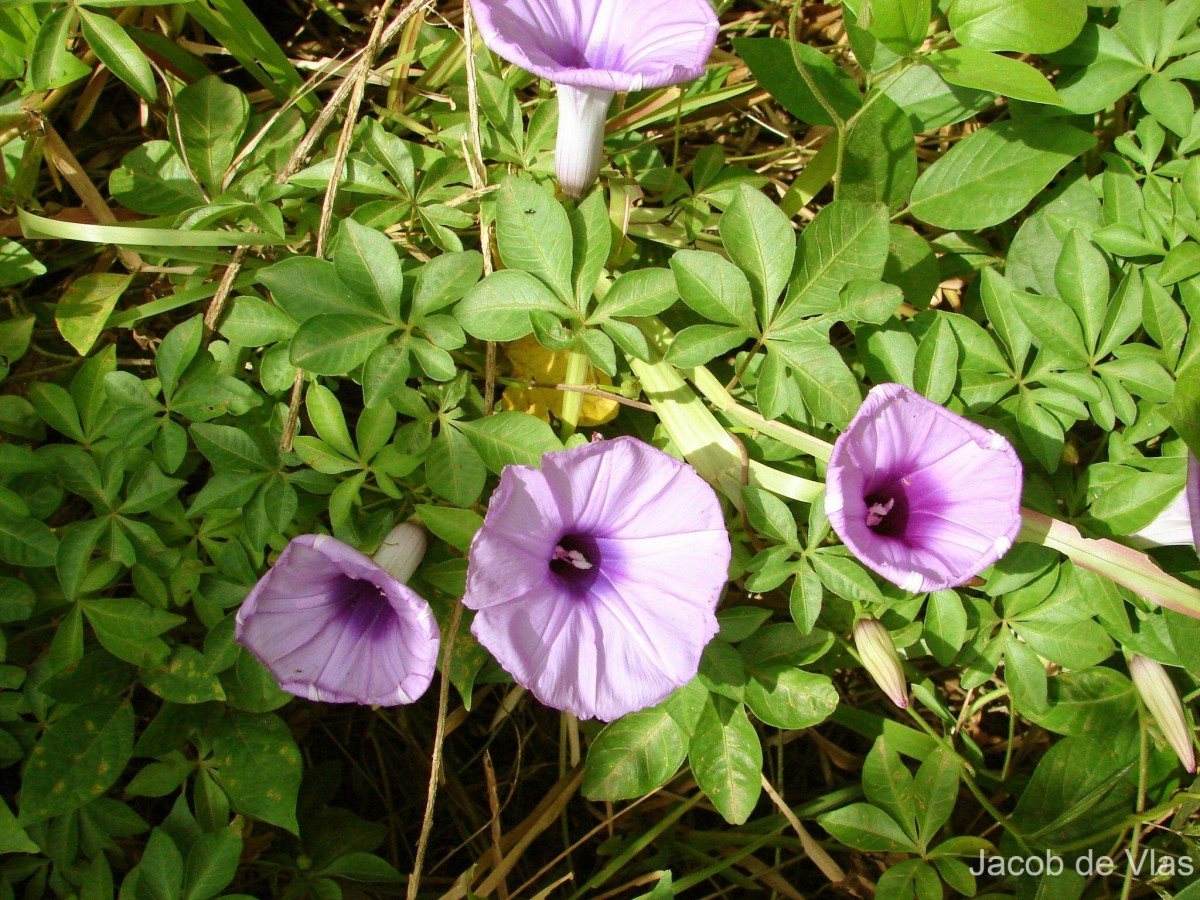 Ipomoea cairica (L.) Sweet